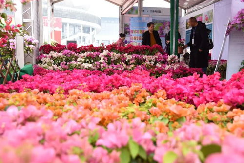 你想要的花这都有 2020年广西迎春花市在南宁国际会展中心开市