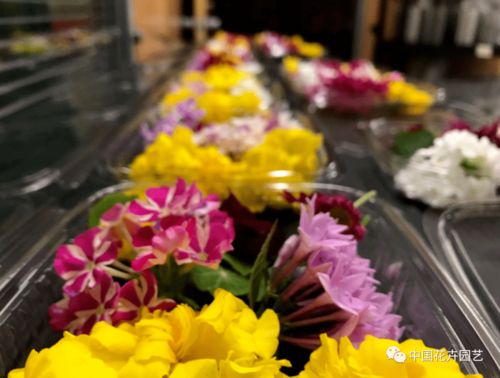 西班牙Innoflower 我们有世界上种类最多的食用花卉产品 每周国际花讯